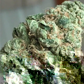AAA OG Kush